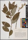 Foto von Salix caprea L.
